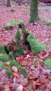 ballades-initiatiques-en-foret-diane-lesquerade Chamanisme-stage-Diane-Lesquerade-Haguenau-