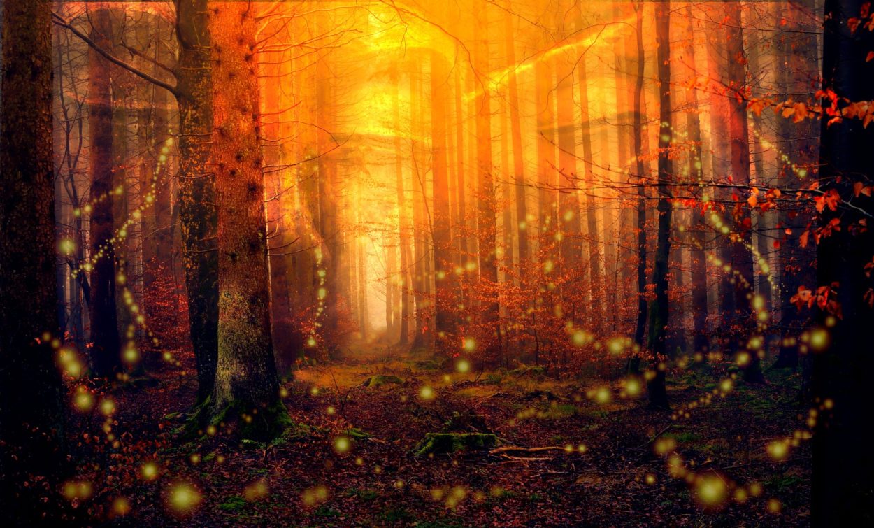 forest-3686097_1920 Chamanisme-stage-Diane-Lesquerade-Haguenau-