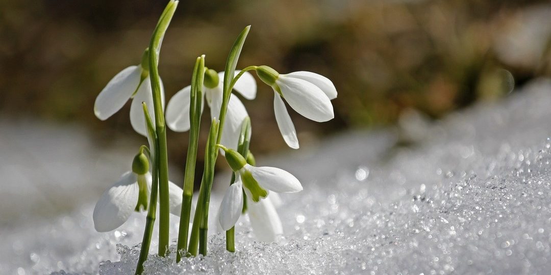Imbolc Imbolc